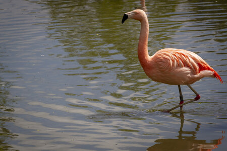 25-04-24_parc-des-oiseaux, _MG_0793