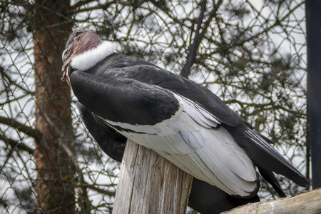 25-04-24_parc-des-oiseaux, _MG_0795