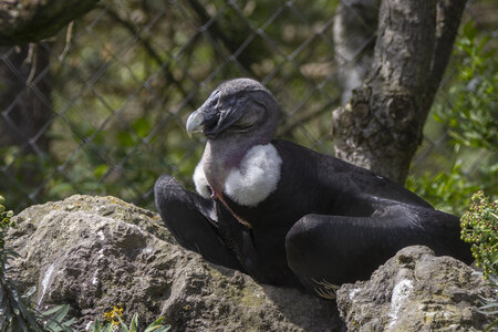 25-04-24_parc-des-oiseaux, _MG_0799