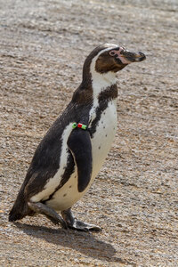 25-04-24_parc-des-oiseaux, _MG_0812