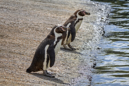 25-04-24_parc-des-oiseaux, _MG_0813-Modifier
