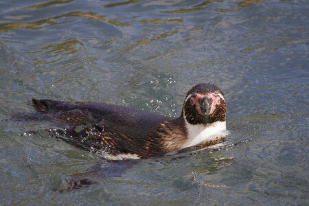 25-04-24_parc-des-oiseaux, _MG_0822