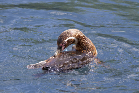 25-04-24_parc-des-oiseaux, _MG_0823