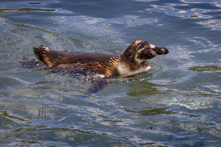 25-04-24_parc-des-oiseaux, _MG_0826