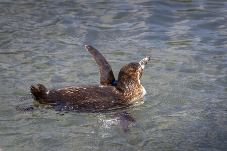 25-04-24_parc-des-oiseaux, _MG_0827