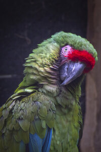 25-04-24_parc-des-oiseaux, _MG_0839