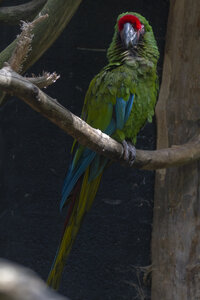 25-04-24_parc-des-oiseaux, _MG_0840