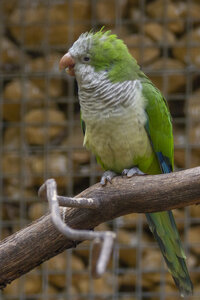 25-04-24_parc-des-oiseaux, _MG_0847