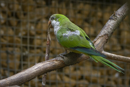 25-04-24_parc-des-oiseaux, _MG_0848