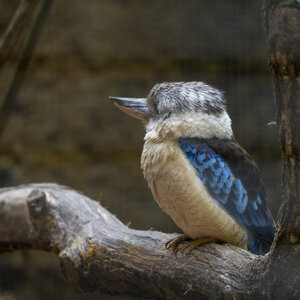 25-04-24_parc-des-oiseaux, _MG_0850