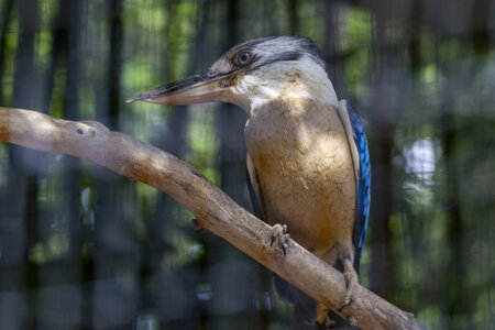 25-04-24_parc-des-oiseaux, _MG_0851