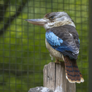 25-04-24_parc-des-oiseaux, _MG_0854