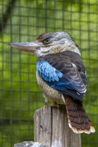 25-04-24_parc-des-oiseaux, _MG_0855