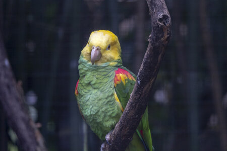 25-04-24_parc-des-oiseaux, _MG_0859