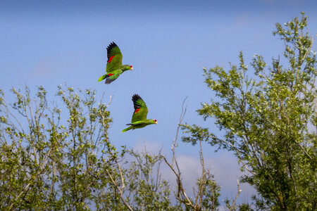 25-04-24_parc-des-oiseaux, _MG_0864