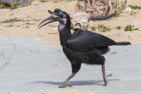 25-04-24_parc-des-oiseaux, _MG_0886