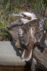 25-04-24_parc-des-oiseaux, _MG_0894
