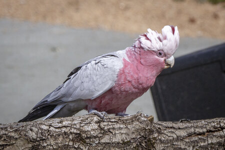 25-04-24_parc-des-oiseaux, _MG_0895