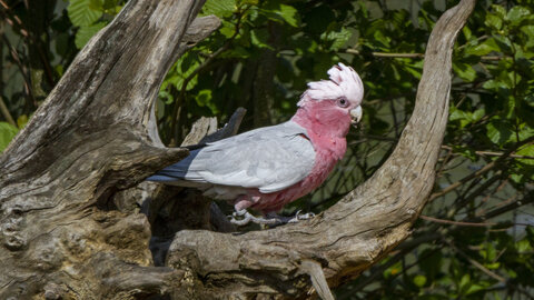 25-04-24_parc-des-oiseaux, _MG_0898