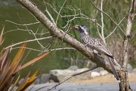 25-04-24_parc-des-oiseaux, _MG_0901