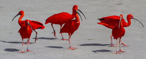 25-04-24_parc-des-oiseaux, _MG_0905-Modifier