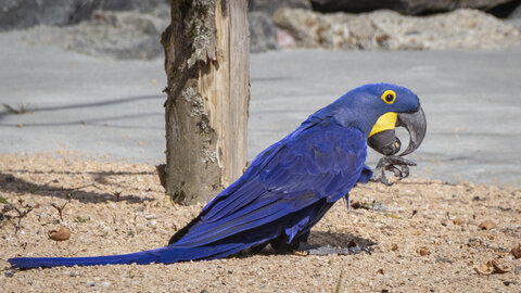 25-04-24_parc-des-oiseaux, _MG_0908