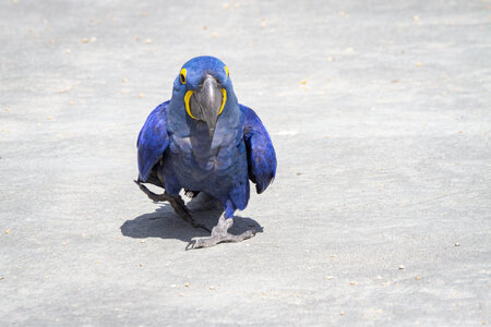 25-04-24_parc-des-oiseaux, _MG_0910