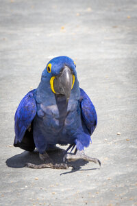 25-04-24_parc-des-oiseaux, _MG_0911
