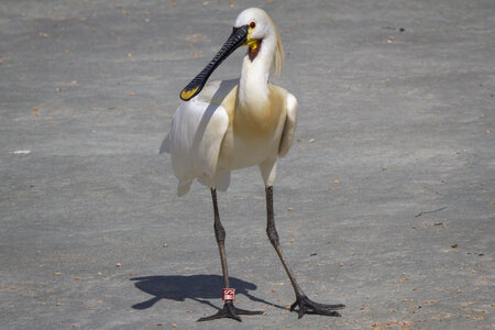 25-04-24_parc-des-oiseaux, _MG_0912