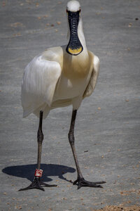 25-04-24_parc-des-oiseaux, _MG_0913
