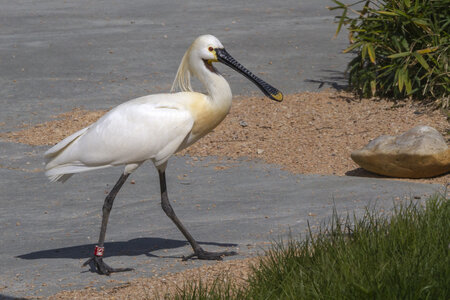 25-04-24_parc-des-oiseaux, _MG_0914