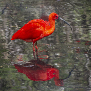 25-04-24_parc-des-oiseaux, _MG_0939-Modifier