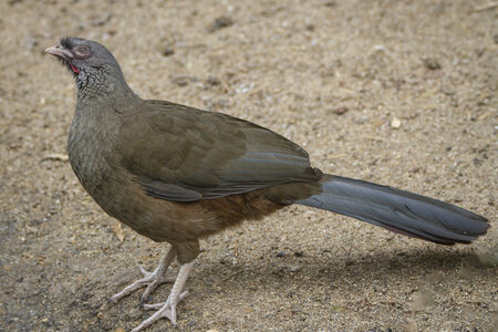 25-04-24_parc-des-oiseaux, _MG_0942-Modifier