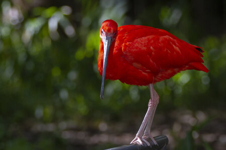 25-04-24_parc-des-oiseaux, _MG_0949