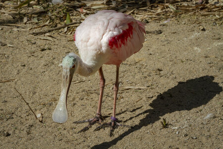 25-04-24_parc-des-oiseaux, _MG_0955