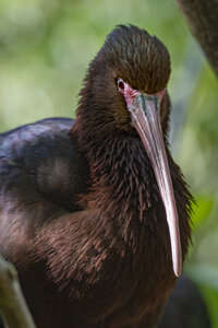 25-04-24_parc-des-oiseaux, _MG_0959