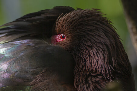 25-04-24_parc-des-oiseaux, _MG_0960