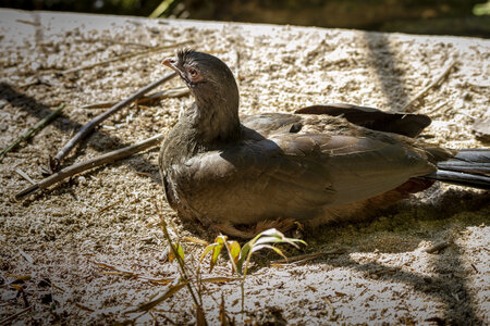 25-04-24_parc-des-oiseaux, _MG_0967
