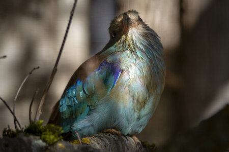 25-04-24_parc-des-oiseaux, _MG_0970