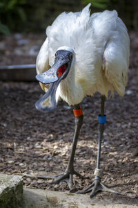 25-04-24_parc-des-oiseaux, _MG_0975