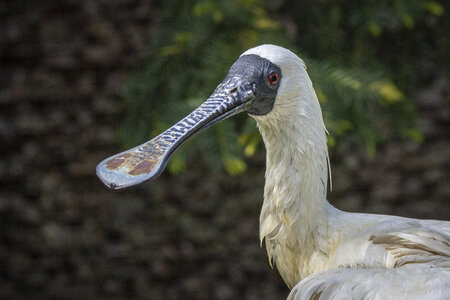 25-04-24_parc-des-oiseaux, _MG_0976