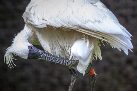 25-04-24_parc-des-oiseaux, _MG_0978
