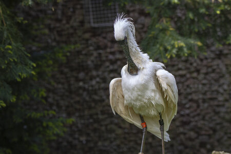 25-04-24_parc-des-oiseaux, _MG_0981