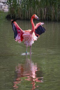 25-04-24_parc-des-oiseaux, _MG_0983