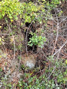 Les Orris de Campoussy, 51.Orri_51