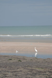 20220906 De Honfleur à Trouville-sur-Mer, IMG_3774 Aigrette blanche entre Pennedepie et Cricqueboeuf