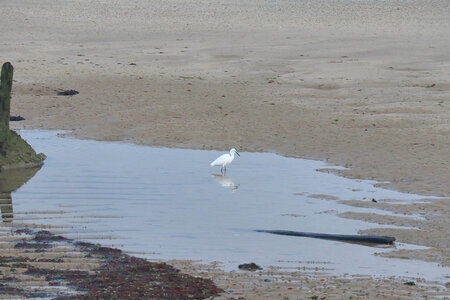 20220910 De Ver-sur-Mer à Port-en-Bessin, IMG_3937 Aigrette blanche à Ver-sur-Mer