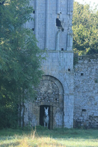 20220911 De Port-en-Bessin à Vierville-sur-Mer, IMG_4002 L’ancienne église Saint-Nicolas et son occupant, Viliers-sur-Port