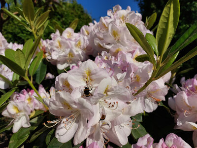 Blogz, Rhododendrons avec un bourdon (Tamarin)