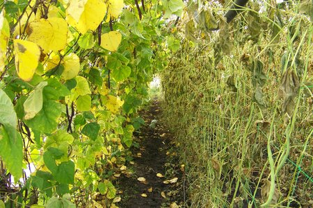 après la pluie, malheureusement ce sont les haricots verts qui n'ont pas résisté aux inondations, les violets eux se comportent beaucoup mieux